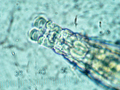 Macrotrachela concinna
