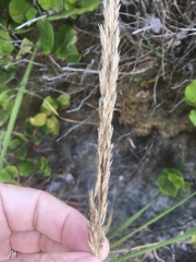 Leymus mollis mollis