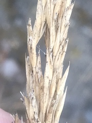Leymus mollis mollis