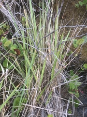 Leymus mollis mollis