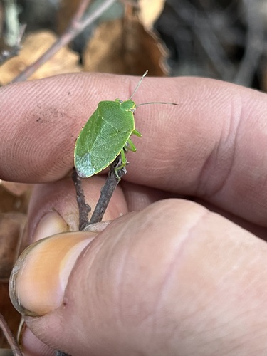 iNaturalist observation photo of Green Stink Bug