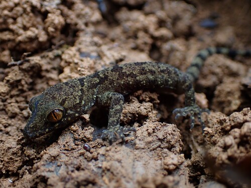 Gialai Bent–toed Gecko, Cyrtodactylus gialaiensis