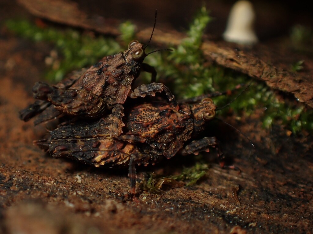 Miriatroides luna