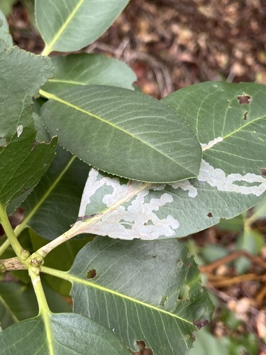 iNaturalist observation photo of Madrone Skin Miner