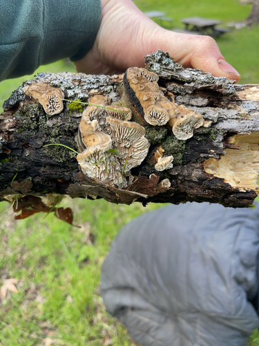 iNaturalist observation photo of Gilled Polypore