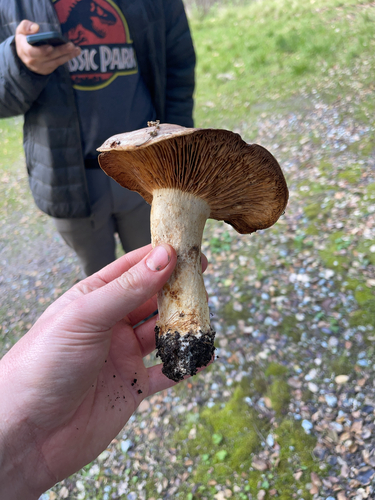 iNaturalist observation photo of Clay-gilled Milkcap