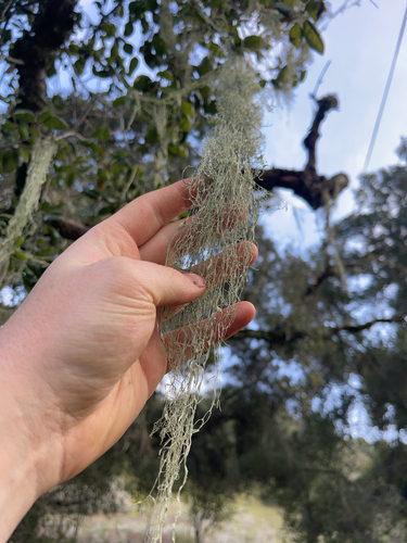 iNaturalist observation photo of lace lichen