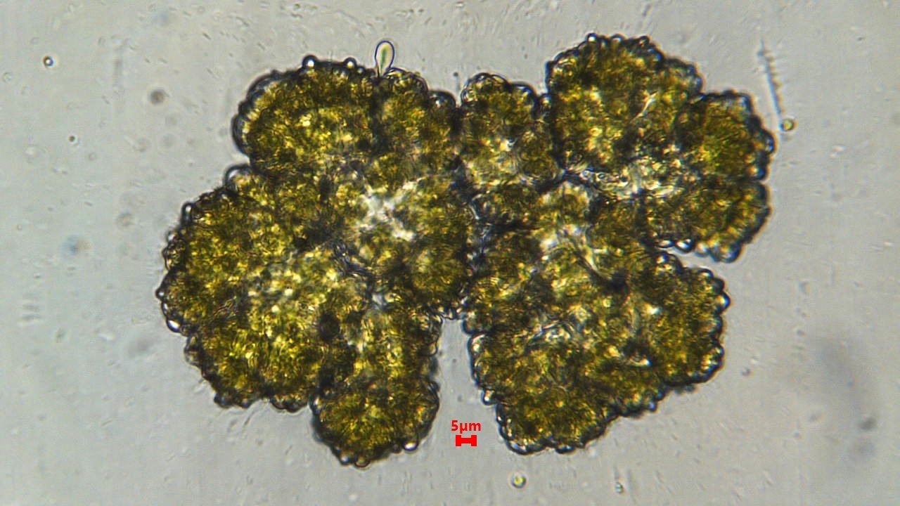 Botryococcus