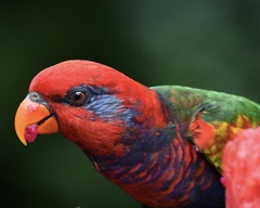 Psittaculidae