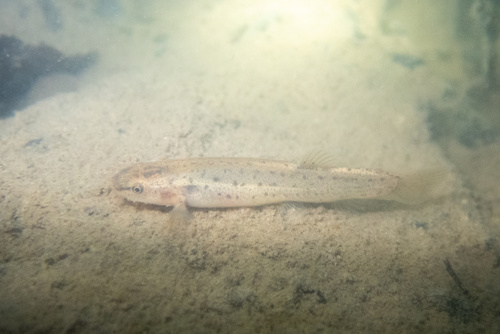 Eightbarbel loach (Lefua echigonia) — Nemacheilidae