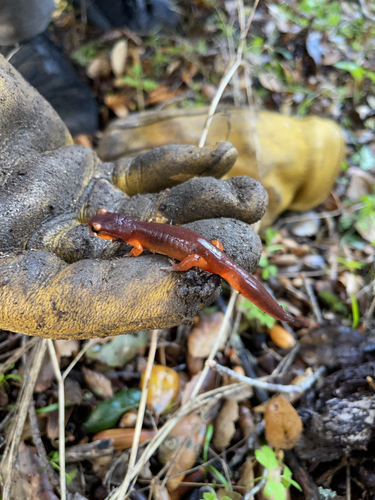 iNaturalist observation photo of Ensatina