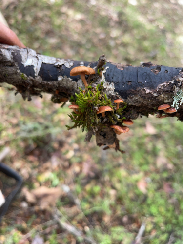 iNaturalist observation photo of scurfy twiglet