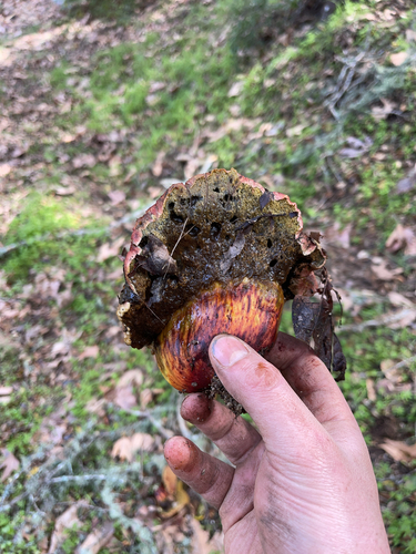 iNaturalist observation photo of Liver Bolete