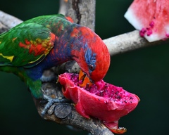 Psittaculidae