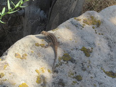 Sceloporus graciosus graciosus