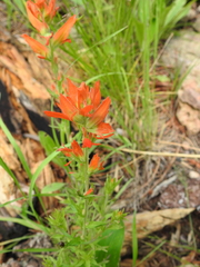 Castilleja patriotica