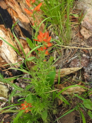 Castilleja patriotica