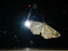 Peribatodes rhomboidaria