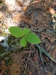 Lonicera dioica