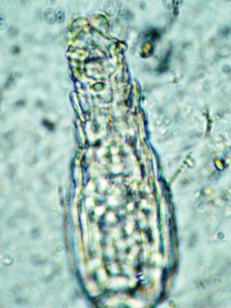 Habrotrocha elusa
