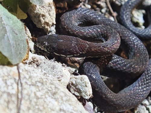 Hebius gilhodesi