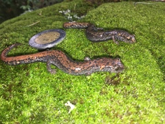 Pseudoeurycea leprosa