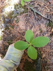 Lonicera dioica