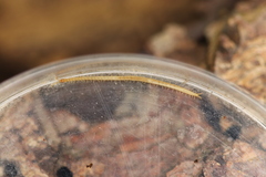 Schendyla nemorensis