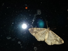 Peribatodes rhomboidaria