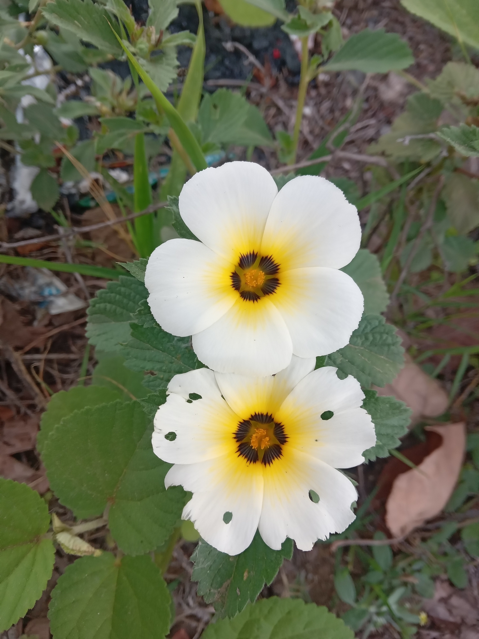 Turnera subulata