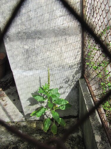 Mexican pokeweed (Phytolacca heterotepala)