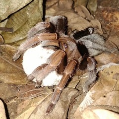 Selenocosmiinae