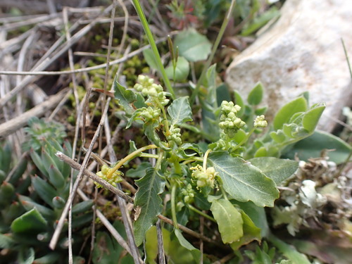 Mercurialis huetii (Mercurialis huetii)