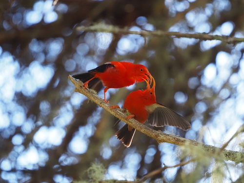 ʻIʻiwi photographed in Hawaii