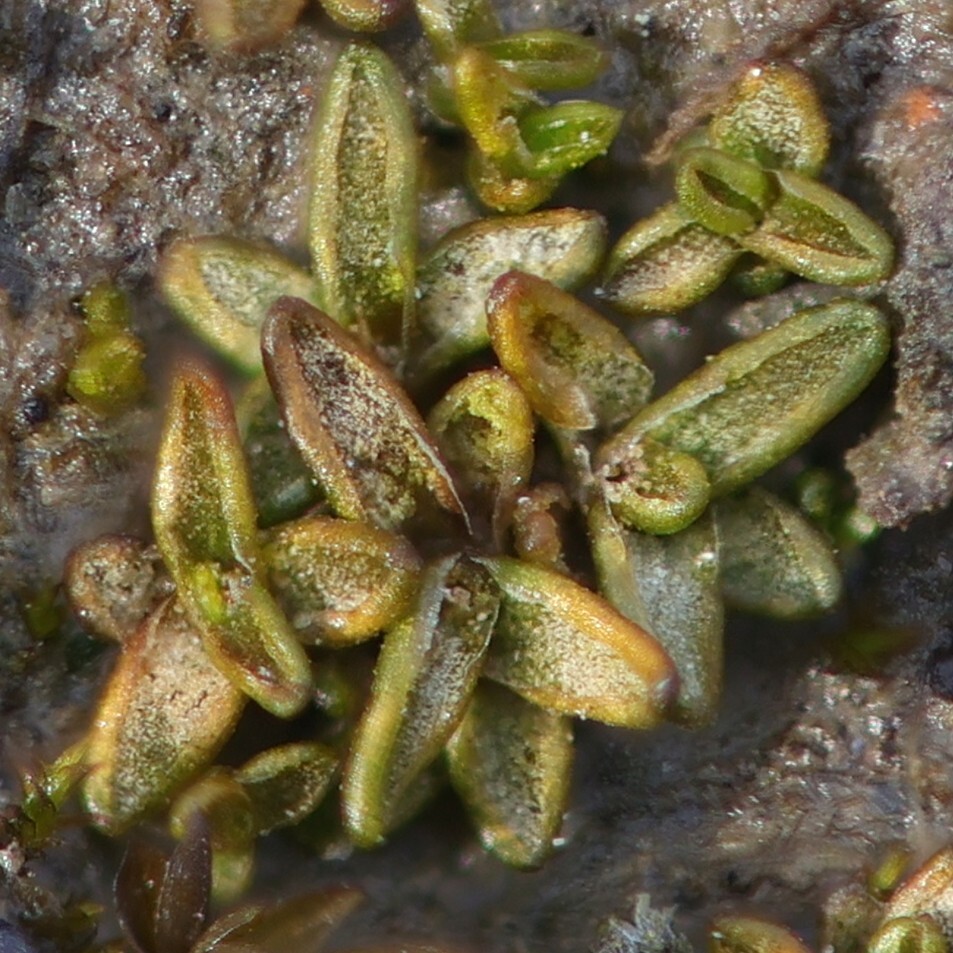 Aloina brevirostris