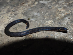 Linnaeus's Reed Snake photo 2