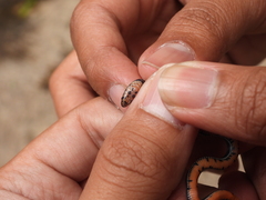 Linnaeus's Reed Snake photo 4