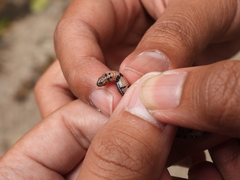 Linnaeus's Reed Snake photo 3