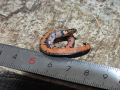 Linnaeus's Reed Snake photo 5