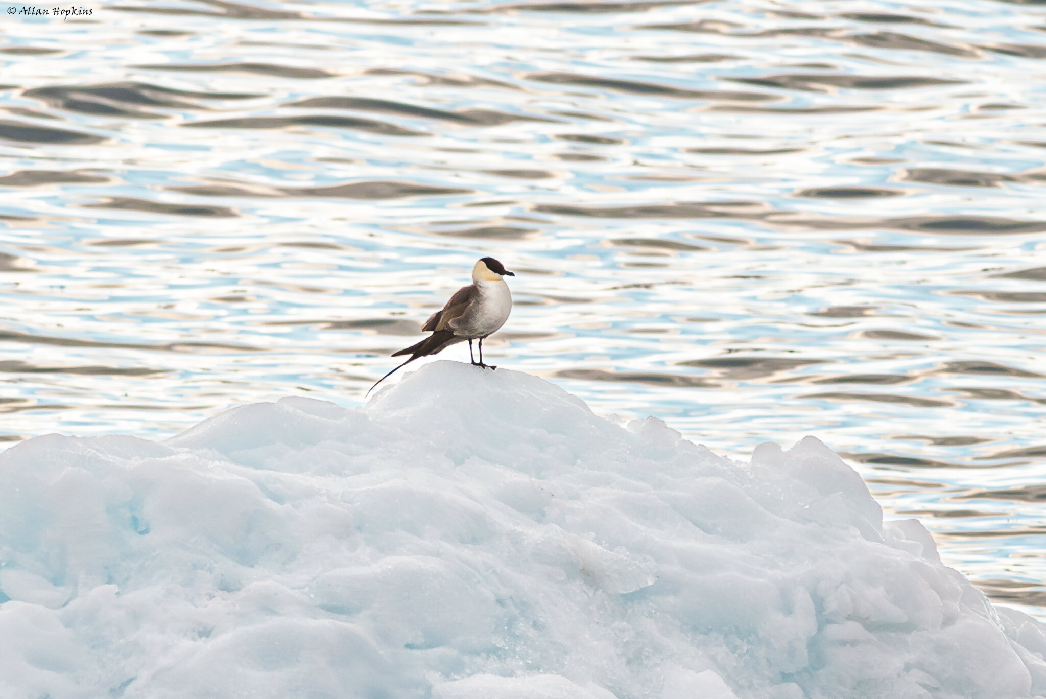 Long-tailed Jaeger