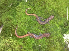 Pseudoeurycea leprosa