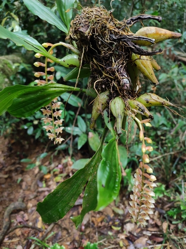 Coelogyne chinensis, photograph 4