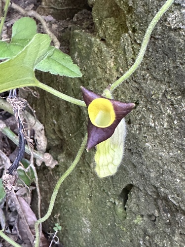 Aristolochia shimadae iNat (3)