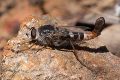 Apiocera