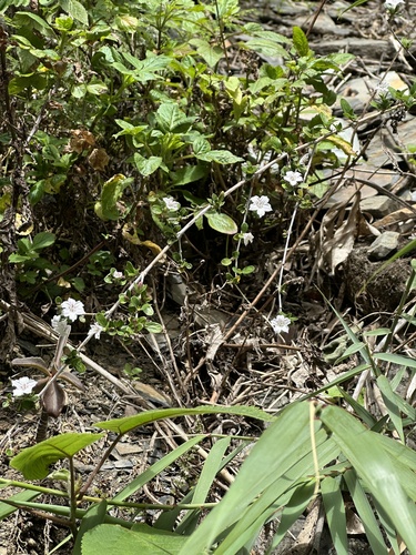 Foto de Árvore-da-felicidade