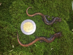 Pseudoeurycea leprosa