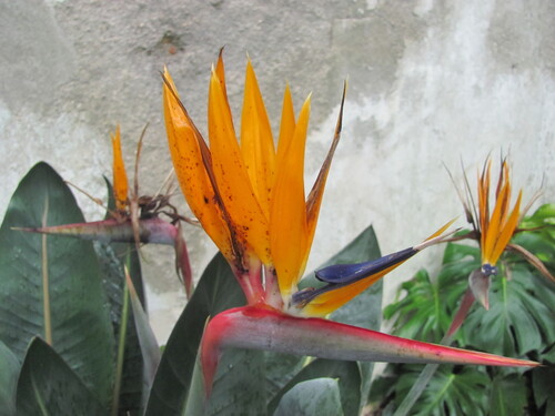 common bird-of-paradise flower