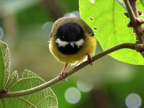 iNaturalist image