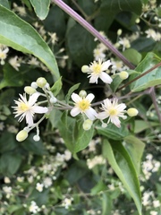 Clematis vitalba