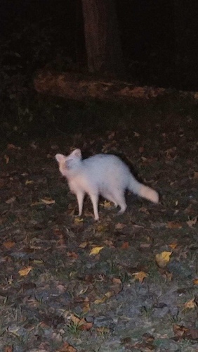Common Raccoon photographed in Tennessee